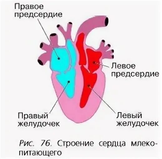 Строение сердца млекопитающих строение. Сердце млекопитающих схема. Строение структура сердца млекопитающего. Строение Серда плеко питающего рис 76. Предсердие у животных