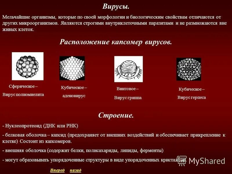 мельчайшие живые организмы. кто меньше вирусов. тело вируса состоит из. бактерии не имеют клеточного строения. положительные свойства вирусов.