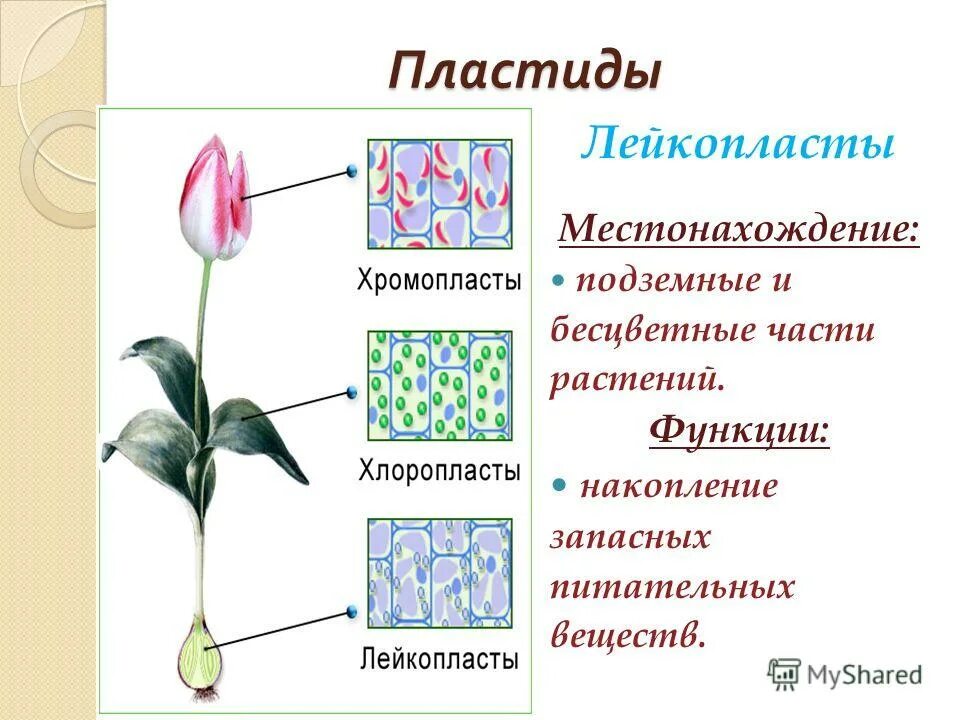 Функции лейкопластов в растительной клетке. Пластиды лейкопласты строение. хлоропласты хромопласты лейкопласты. функции хлоропластов хромопластов и лейкопластов. пластиды хлоропласты лейкопласты.