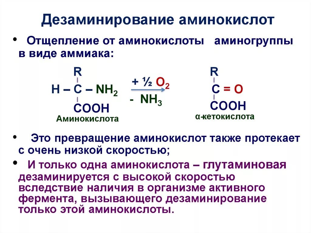 Реакции окислительного дезаминирования аминокислот. Продукты восстановительного дезаминирования аминокислот. Реакция восстановительного дезаминирования. Механизм окислительного дезаминирования аминокислот. В результате дезаминирования образуется