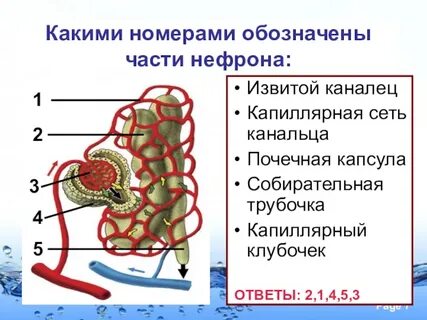 Предупреждение заболеваний почек 8 класс