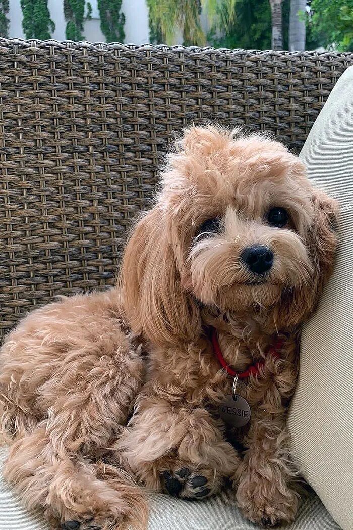 elvin-maltipoo-dog-04 - Maltipoo Moscow