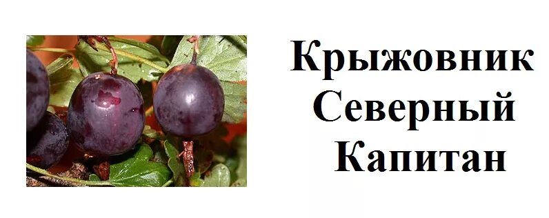 Крыжовник капитан. Крыжовник Северный Капитан. Сорт крыжовника Северный Капитан. Крыжовник Северный Капитан описание сорта. Крыжовник Северный Капитан (среднеспелый, слабошипный сорт).