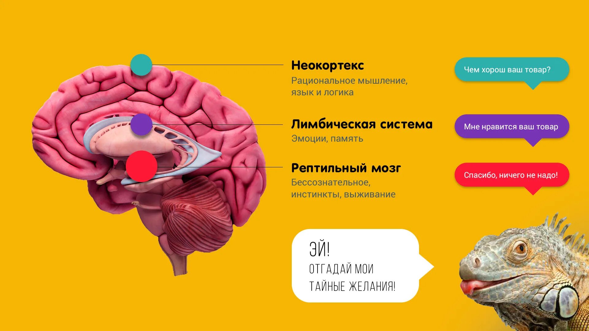 Рептильный лимбический неокортекс 3 части. Рептильный мозг лимбический мозг и неокортекс. Мозг рептильный млекопитающих. Структура мозга рептильный. Рептильный мозг неокортекс