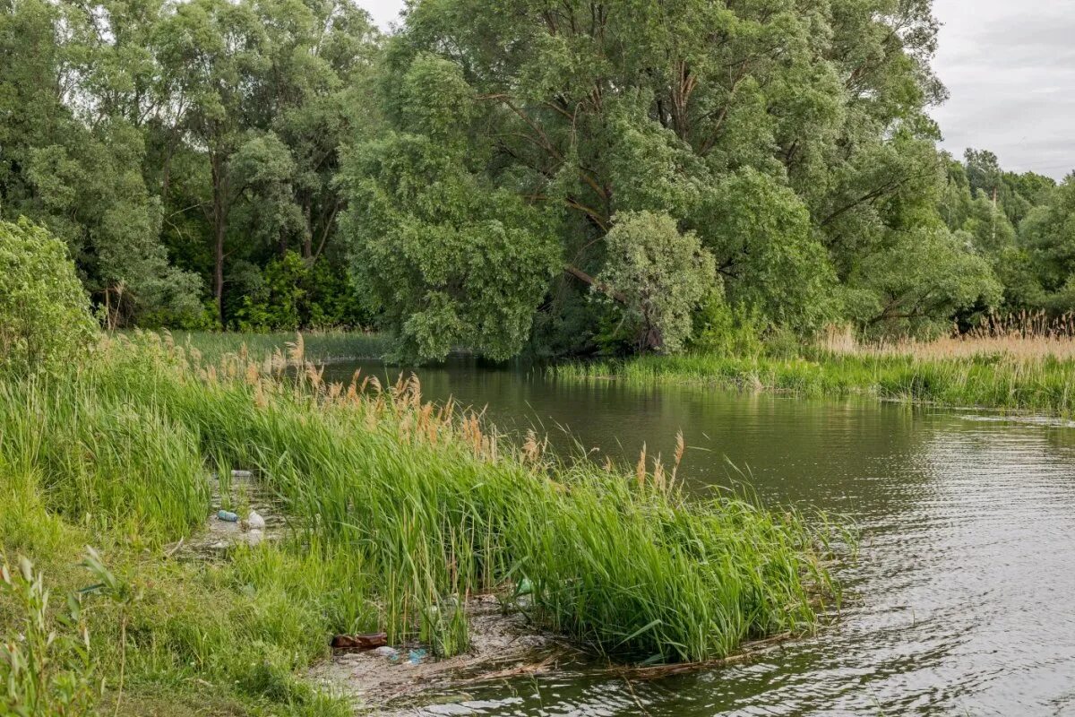 Бывшая река казань. Исток реки Казанка. Речка Казанка в Казани. Река Нокса Казань. Казань природа на реке Казанка.