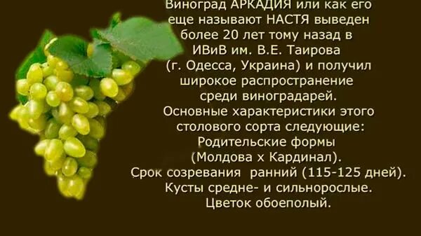 Виноград