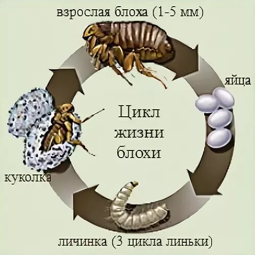 Какой тип метаморфоза характерен для человеческой блохи. Стадии жизненного цикла блохи. Цикл развития блохи человеческой. Жизненный цикл блохи человеческой. Цикл размножения блох.