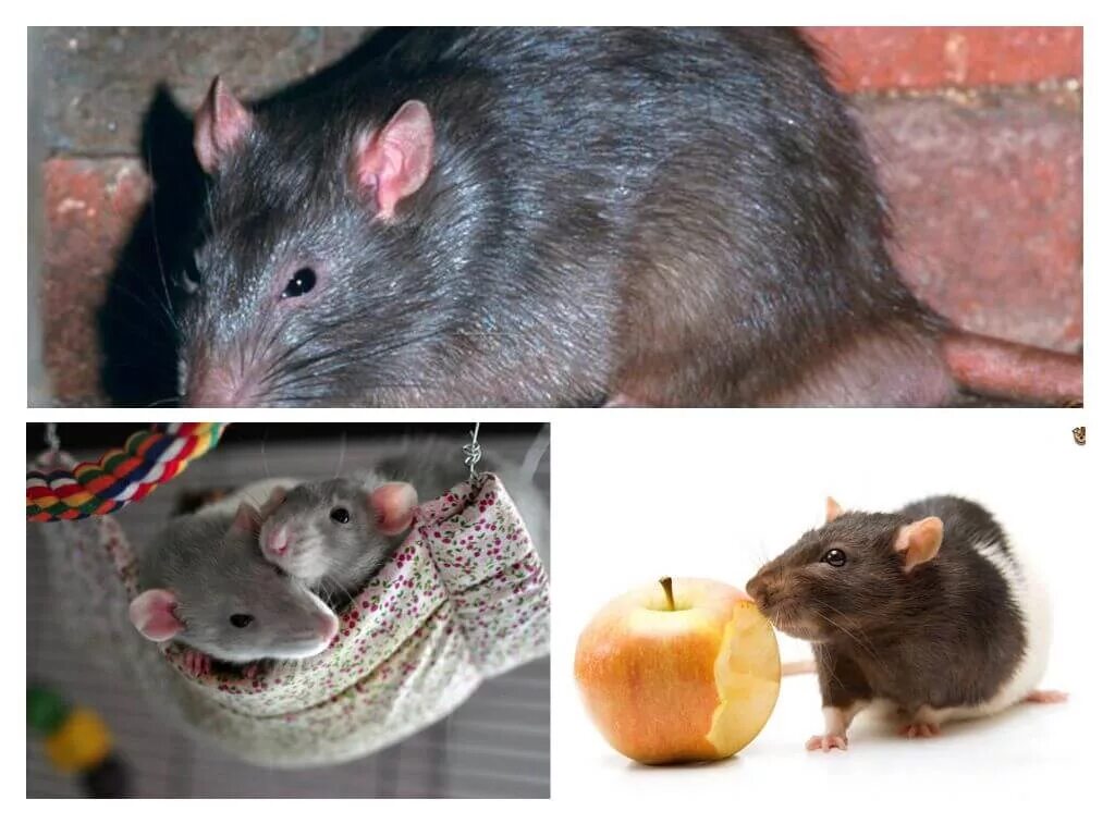 Как отличить крысу. Отличие мыши от крысенка. Отличие мыши от крысы. Маленькая крыса и мышь. Различие мыши и крысы.