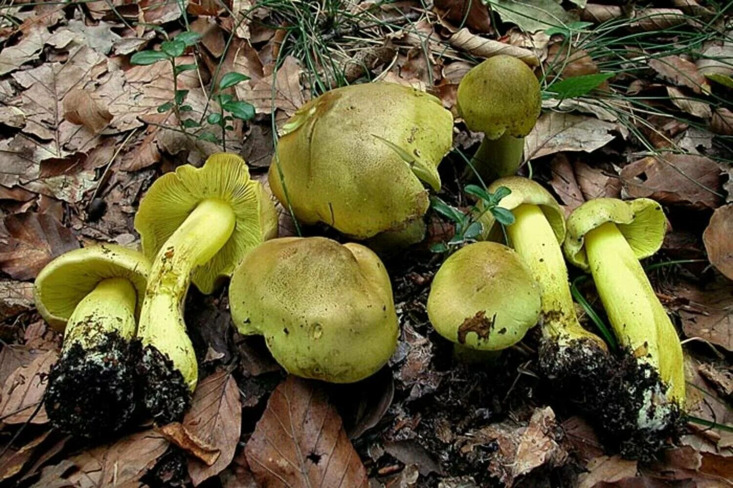 Фото зеленок и подзеленок грибов