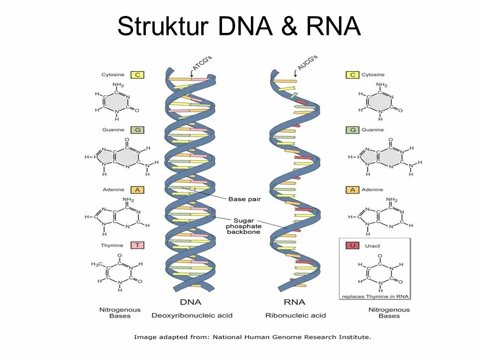 Генетика. Спираль ДНК. РНК ДНК карт. Генетика кола.