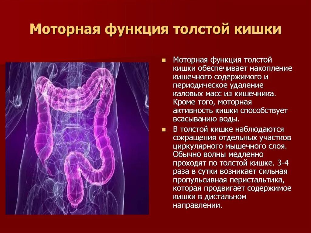 Моторика желудка и кишечника. Моторная функция толстой кишки. Толстый кишечник моторная функция. Выделительная функция толстой кишки. Моторная функция толстой кишки физиология.