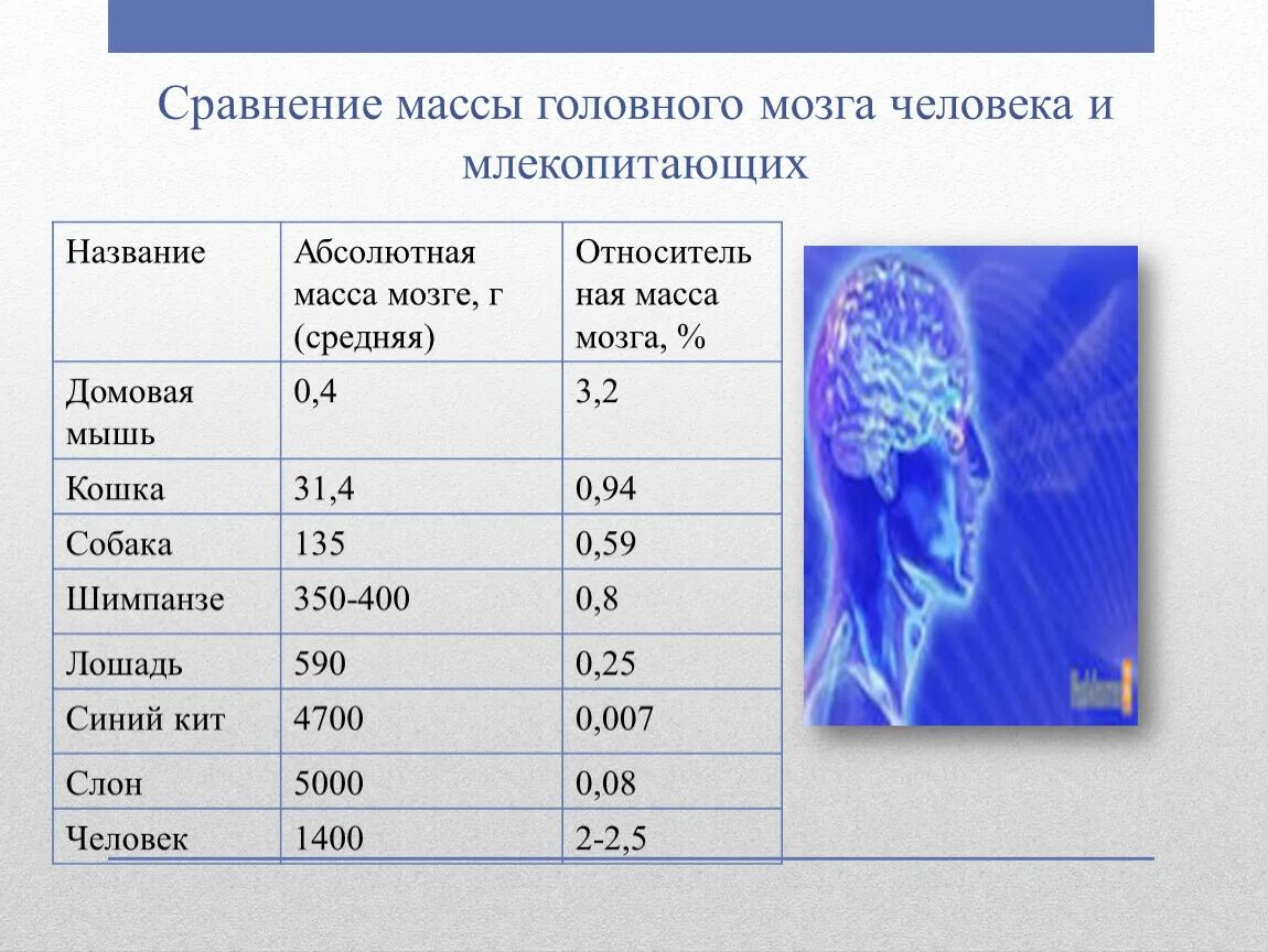 1 масса головного мозга. Относительная масса мозга. Масса головного мозга человека. Средняя МКСА головного мозга.