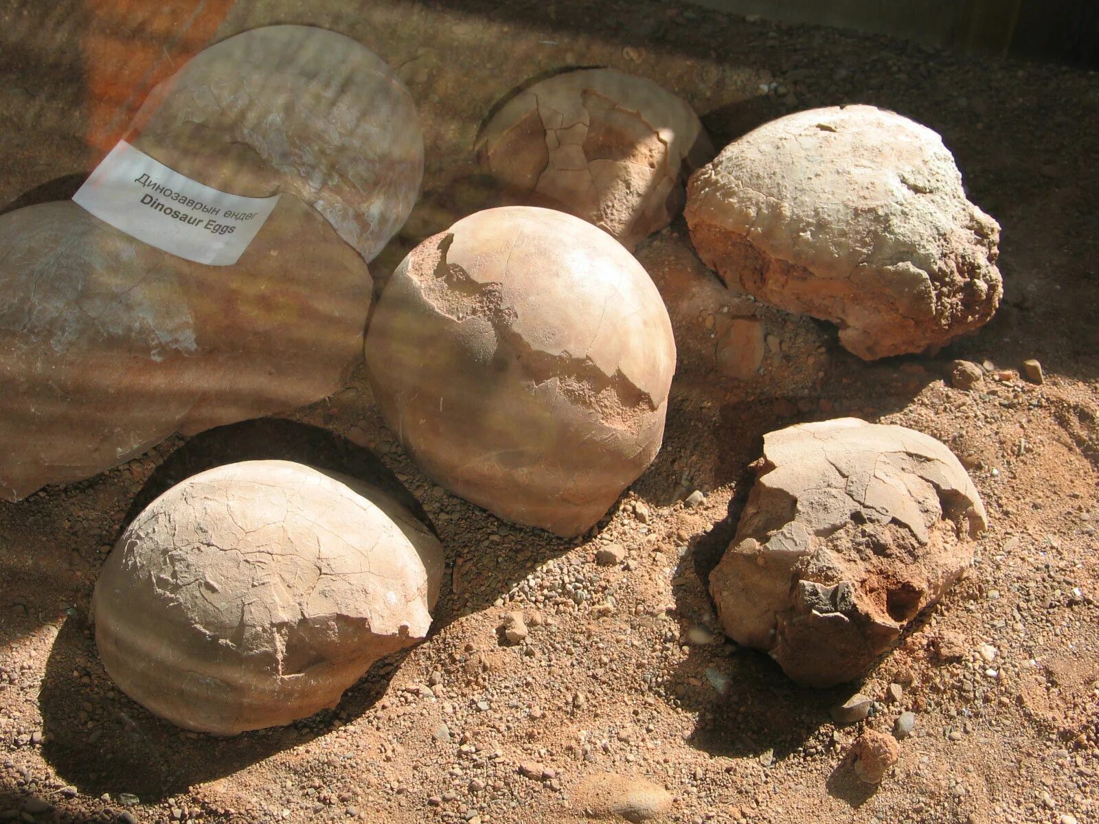 Fossil egg