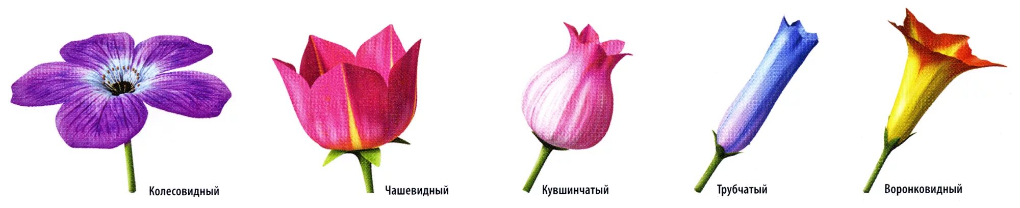 Чашечковидный и венчиковидный околоцветник. Тип чашечки у тюльпана. Тип чашечки у тюльпана. Формы цветов. Тюльпаны с темными стеблями.