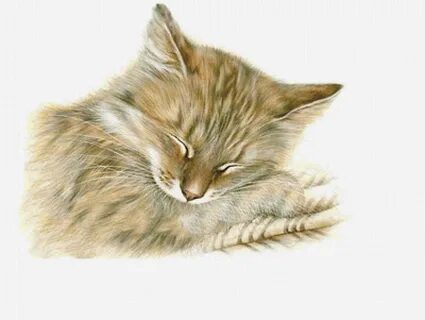 Серию котики