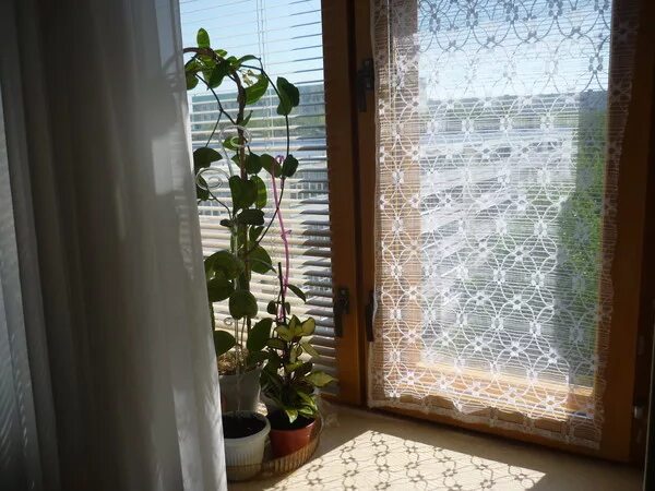 Притенить окно для цветов. Притенить растения на окне. Защита цветов от солнца на подоконнике. Защита для цветов от солнца на окна.