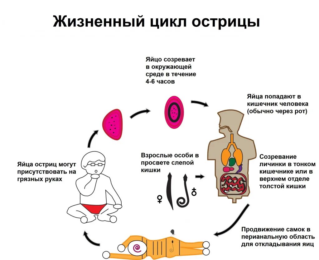 Жизненный цикл острицы схема. Цикл развития энтеробиоза схема. Цикл развития острицы человеческой. Энтеробиоз цикл развития кратко.