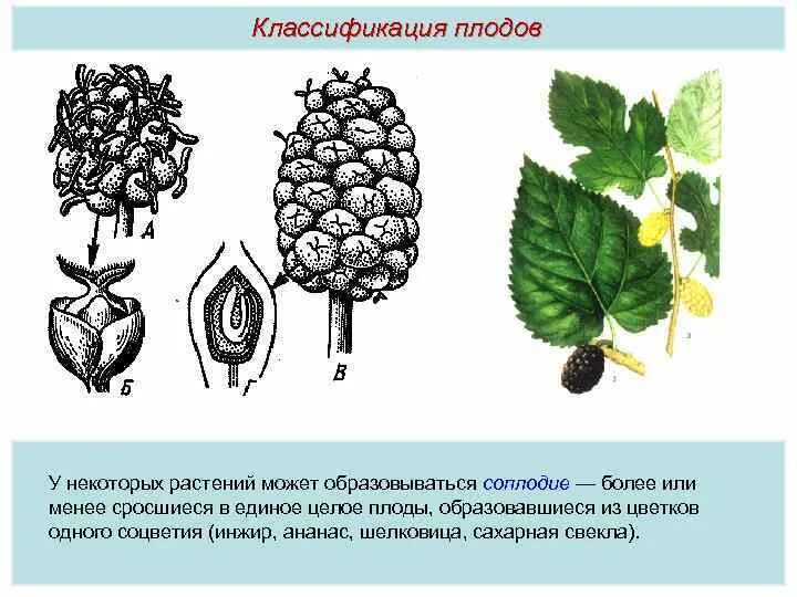 Из чего образуется плод абрикоса впр. Соплодие Тип плода. Соплодия у каких растений. Соплодие развивается у. Соплодие образовалось из.