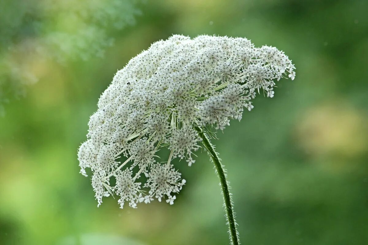 Зонтичные (umbelliferae(apiaceae)). Реброплодник уральский курай. Зонтиковидные соцветия. Курай, дягиль, борщевик. Зонтичные кашка полевая.