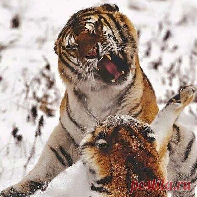 Схватка тигров. Тигры дерутся. Тигр в схватке.