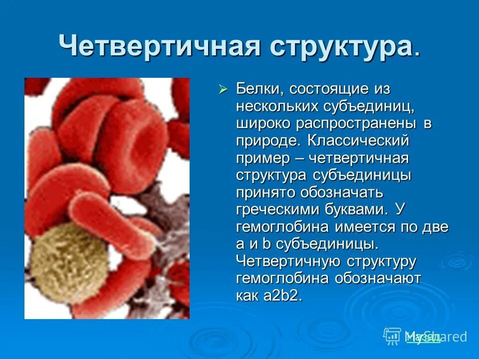 Почему белки называют. Белки с четвертичной структурой. Примеры четвертичной структуры. Примеры четвертичных белков. Гемоглобин белок четвертичной структуры.