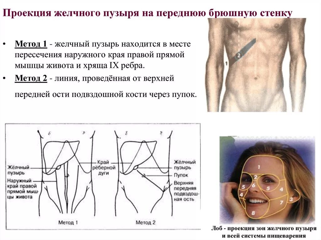 Точки болезненности. Точка проекции желчного пузыря. Проекция желчного пузыря на переднюю брюшную. Точка проекции желчного пузыря на переднюю. Место проекции желчного пузыря на переднюю брюшную стенку.