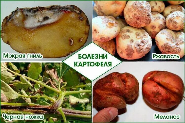 Почему гниёт картофель при хранении, и как этого избежать? Болезни картофеля. Ме