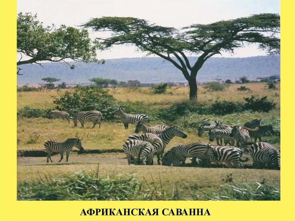 Презентация по географии на тему саванны. Африканская саванна уровень организации. Саванны презентация. Дух саванны. Африканская саванна уровень организации.
