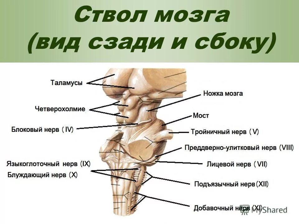 Перечислите отделы ствола головного мозга. Отделы ствола мозга анатомия. Ствол головного мозга структуры и функции. Верхние отделы ствола мозга. Основные структуры ствола головного мозга.