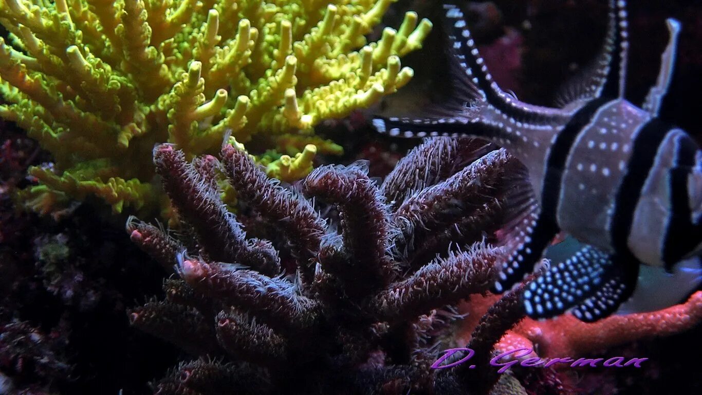Coral 7. Черный коралл. Необычные кораллы. Кубинский коралл. Черный природный коралл.