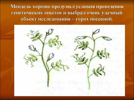 Мендель выбрал горох
