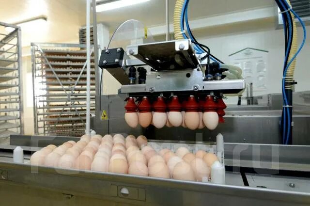 Инкубатор для яиц. Птицефабрика дивеево. Продукция птицефабрики. Птицеферма яйца. Производство пищевых яиц.