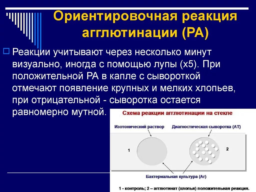 Ориентировочная реакция агглютинации. Постановка ориентировочной реакции агглютинации. Положительный результат реакции агглютинации. Компоненты для постановки реакции агглютинации. Реакция агглютинации антиген