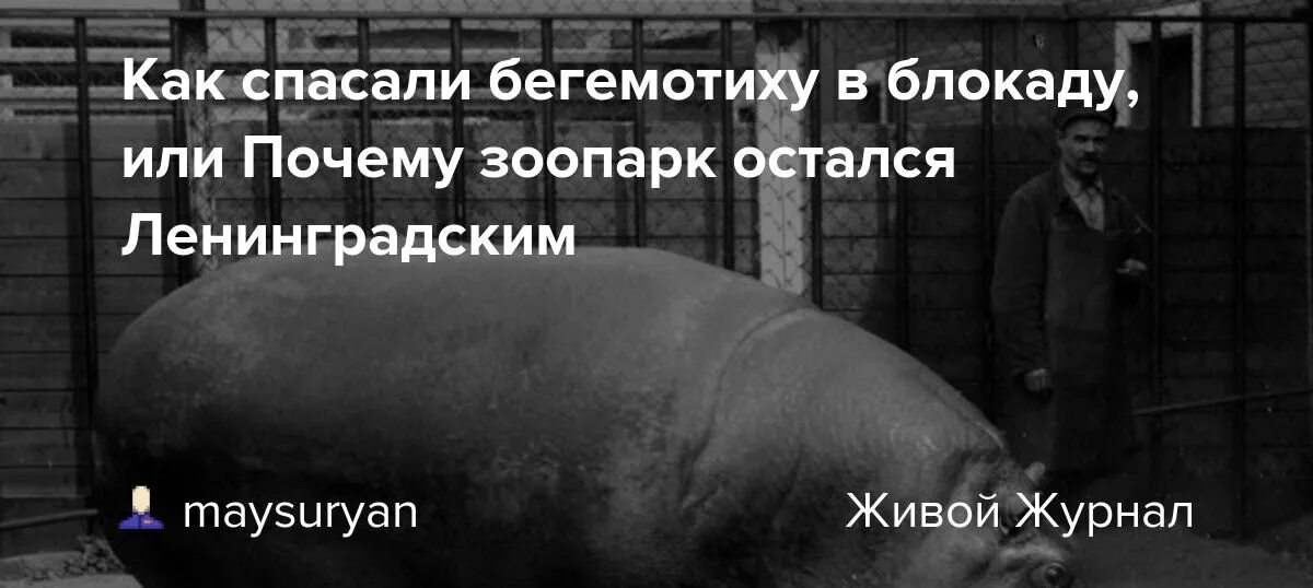 Как звали бегемотиху которая пережила блокаду. Блокада зоопарк бегемотиха. Бегемотиха красавица в блокадном Ленинграде. Бегемотиха блокада Ленинграда. Бегемотиха красавица я в блокадном Ленинграде.