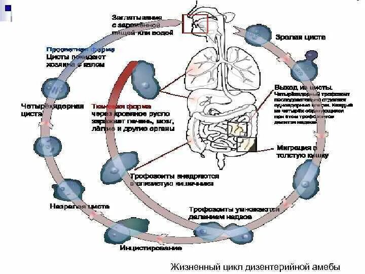 В каком организме происходит развитие дизентерийной амебы. Жизненный цикл дизентерийной амебы схема. Амебная дизентерия цикл развития. Схема жизненного цикла развития дизентерийной амебы. Амебиаз цикл развития.