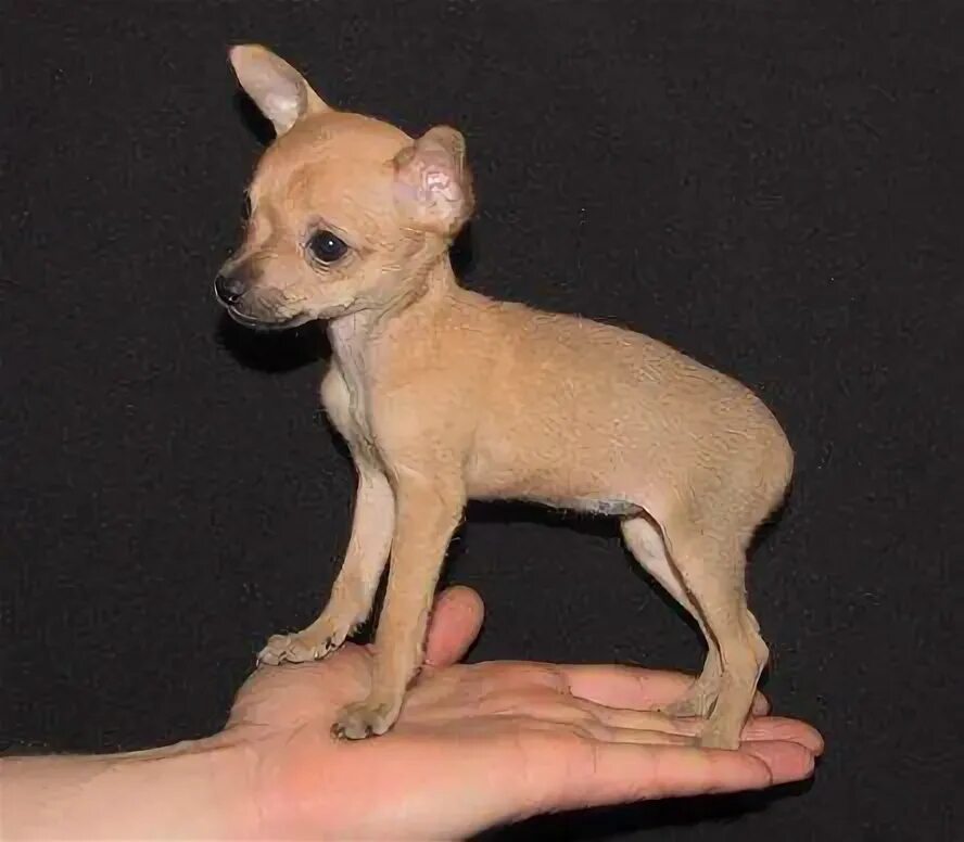 карманная собачка пражский крысарик. собак маленькая на тонких ножках. маленькая собачка на тоненьких ножках. карликовый терьер. русский той-терьер.