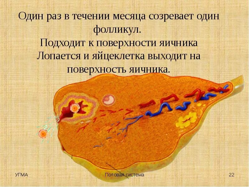 Лопается фолликул яйцеклетка. Лопается фолликул яйцеклетка