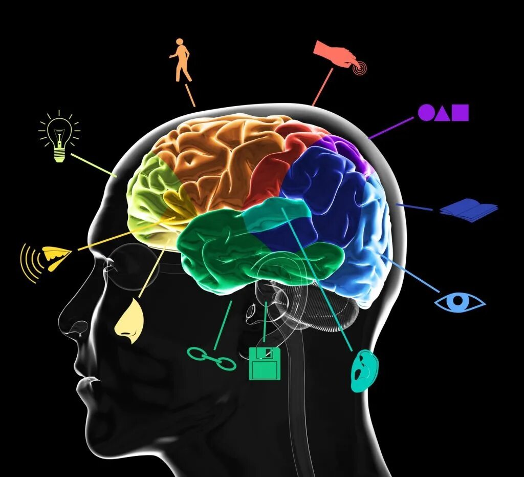 Восприятие мозгом информации. Мозг память. Нейрофизиология мозга. Импульсы головного мозга.