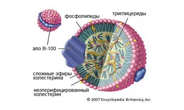 Лпвп альфа повышены. Строение бета липопротеинов. Пре бета липопротеины. Липопротеины норма. Альфа и бета липопротеиды.