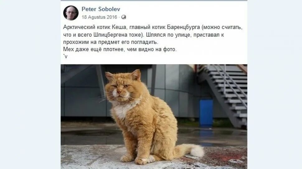Почему на шпицбергене запрещены кошки. Кеша баренцбург. кот из шпицбергена кеша. единственный кот на шпицбергене.