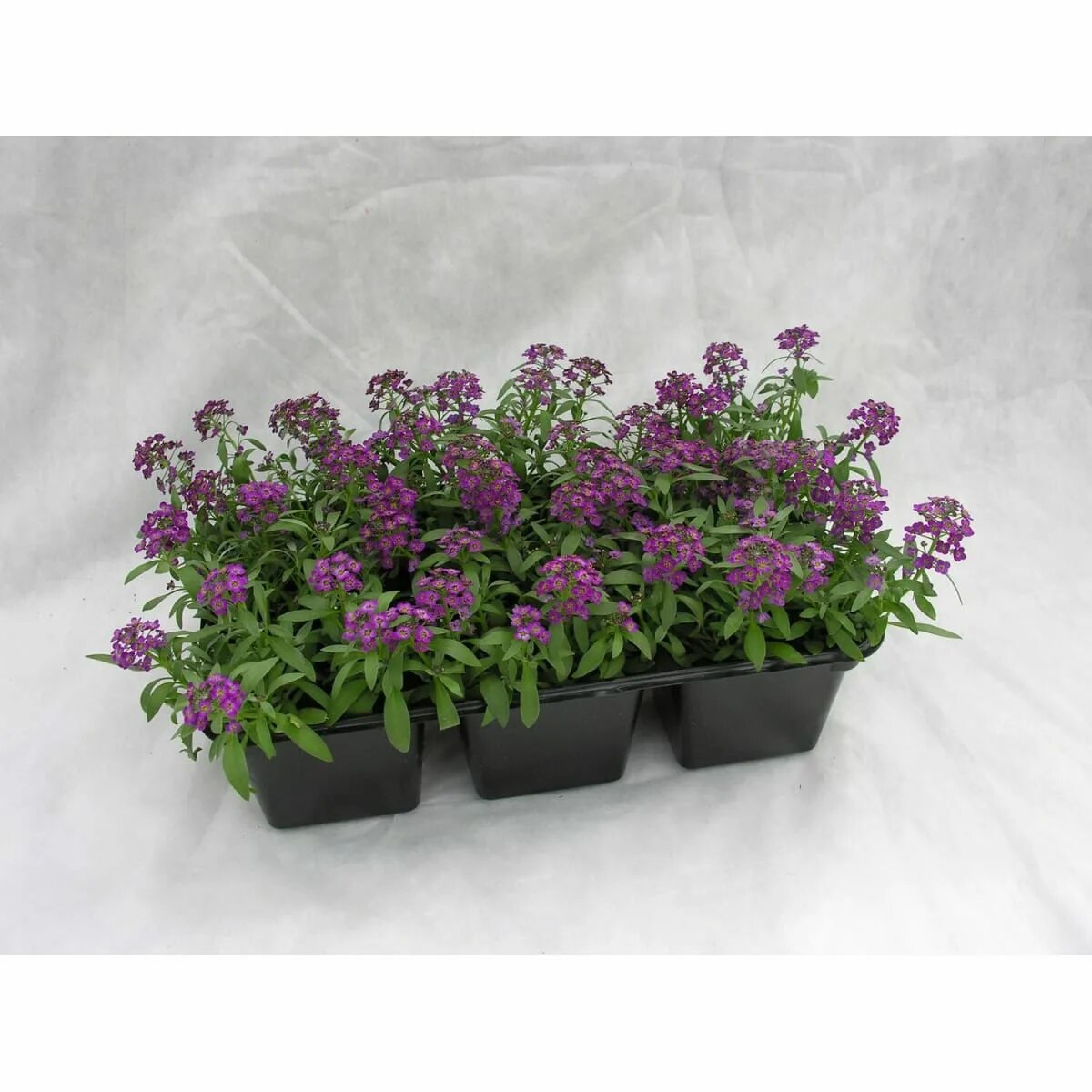 Оби петуния рассада. Петуния суперкаскадная розовая. Вербена рассада. Лобелия ампельная каскад рассада. Петуния кустовая рассада.