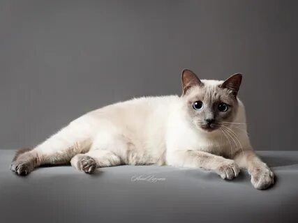 Тая кот