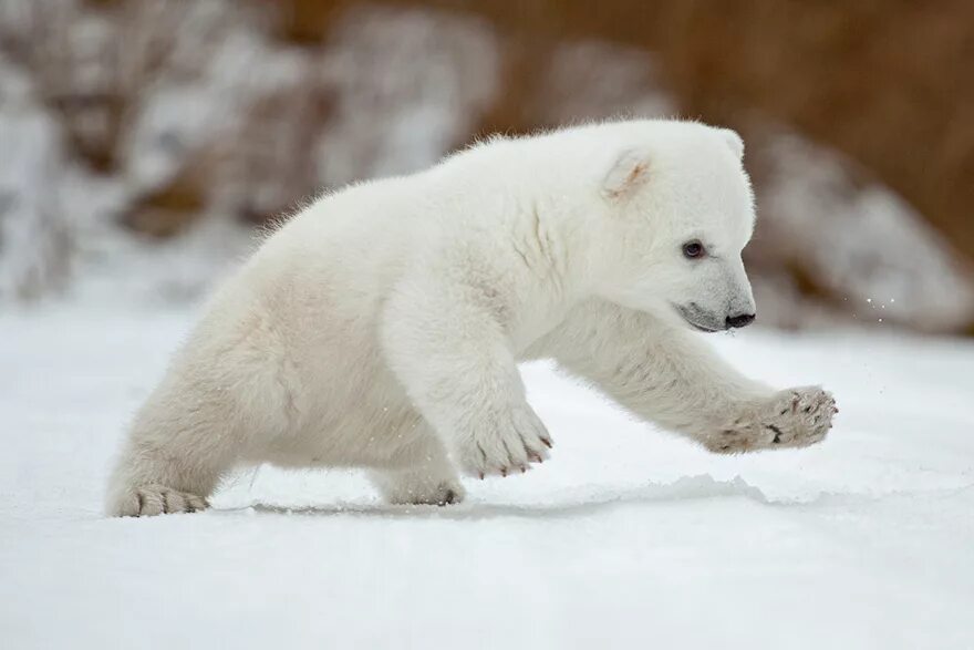 Полярный медведь. Белый Медвежонок. Полярный Медвежонок. Маленький белый Медвежонок. Белый медведь бег
