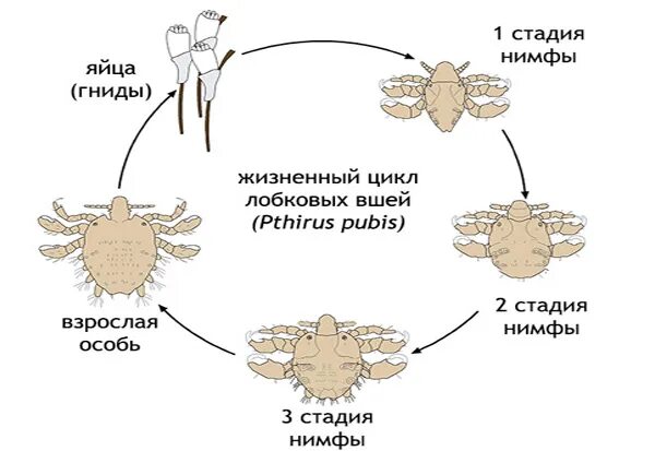 Цикл развития чесоточного клеща. Схема жизненного цикла клеща. Жизненный цикл чесоточного клеща схема. Жизненный цикл паукообразных схема.