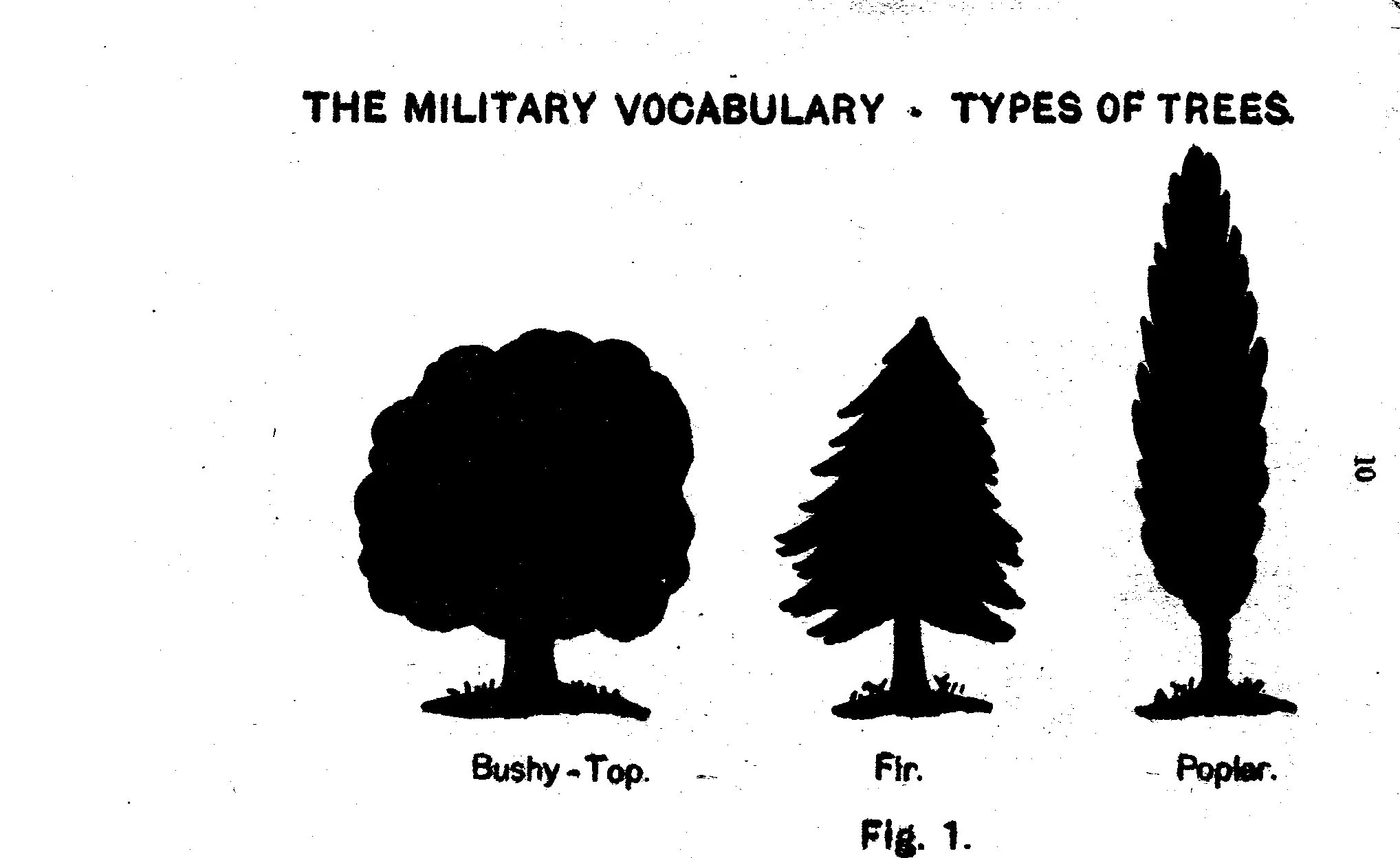 Military Vocabulary. Kinds of trees