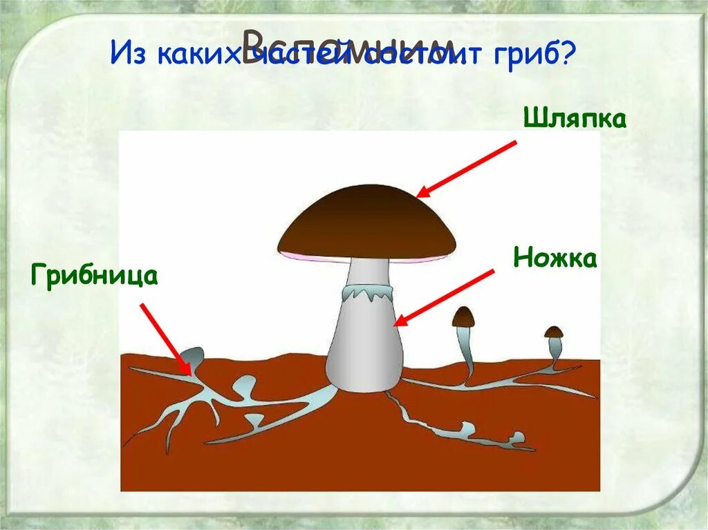 Шляпочный гриб рисунок. Гриб строение шляпочного гриба. Строение шляпочного гриба рисунок. Схема строения шляпочного гриба.