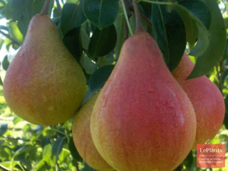 Груша флейта описание сорта. Груша зелёная с розовым бочком фото. Груша флейта описание сорта. Груша флейта фото. Груша большая летняя.