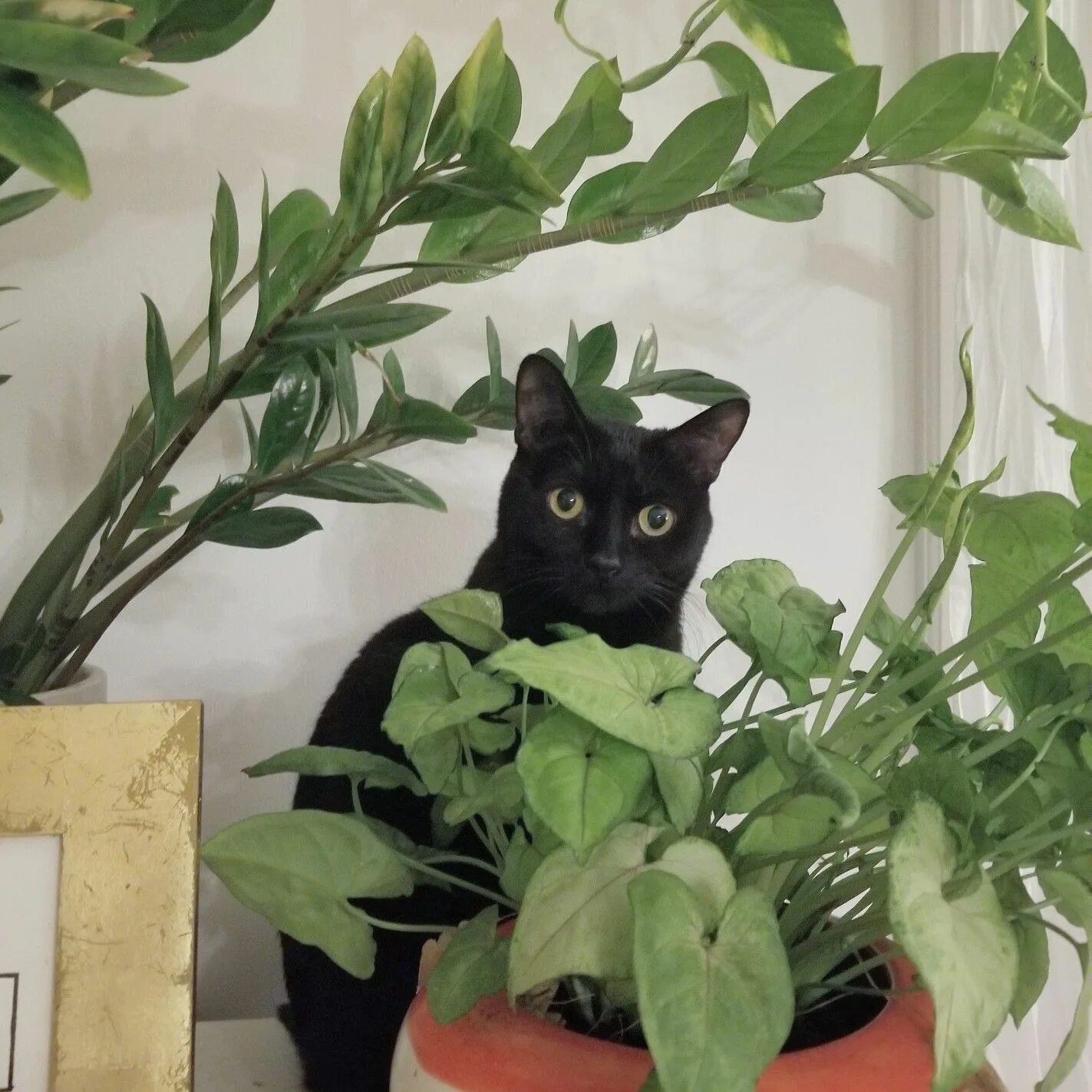 Cat plants. Мемы для цветоводов с котиками. Cat aesthetic. Эстетичные картинки коричневого цвета котики.