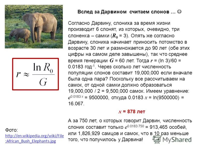 крысята хомяк сирийский. хомяк с потомством. речной бобр среда размножения. дикие зайцы размножение. попугаи размножаются.