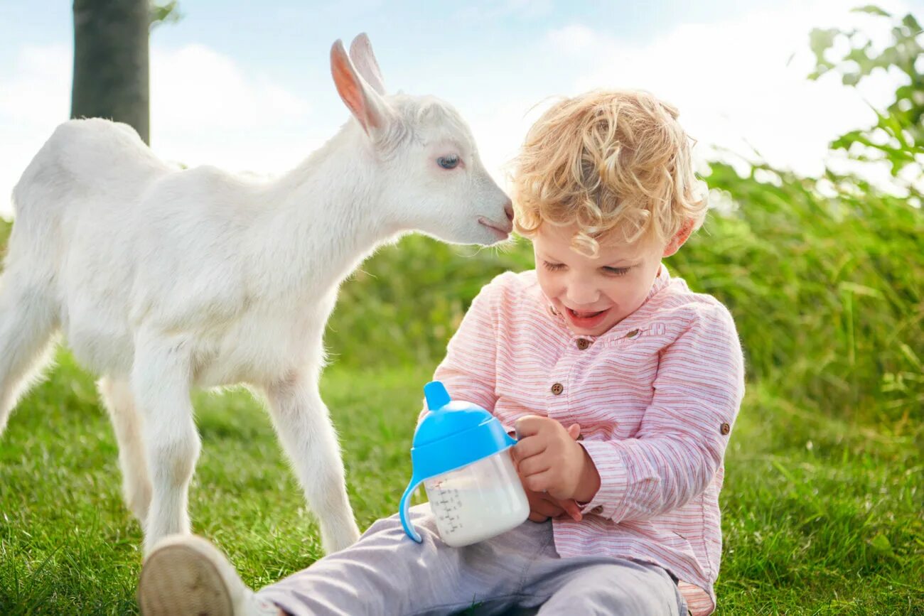 Кормим ребенка козьим молоком. Козье молоко. Коза молоко. Коза для детей. Козье молоко для детей.